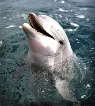 dolphin named Say