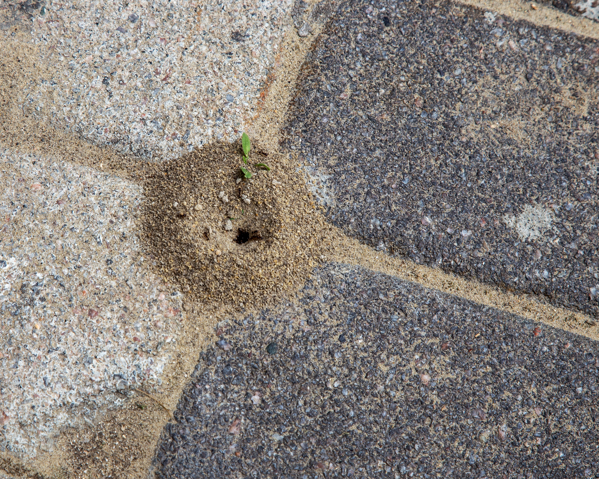 Anthill or small mound of sand created by ants in a garden patio on the paving
