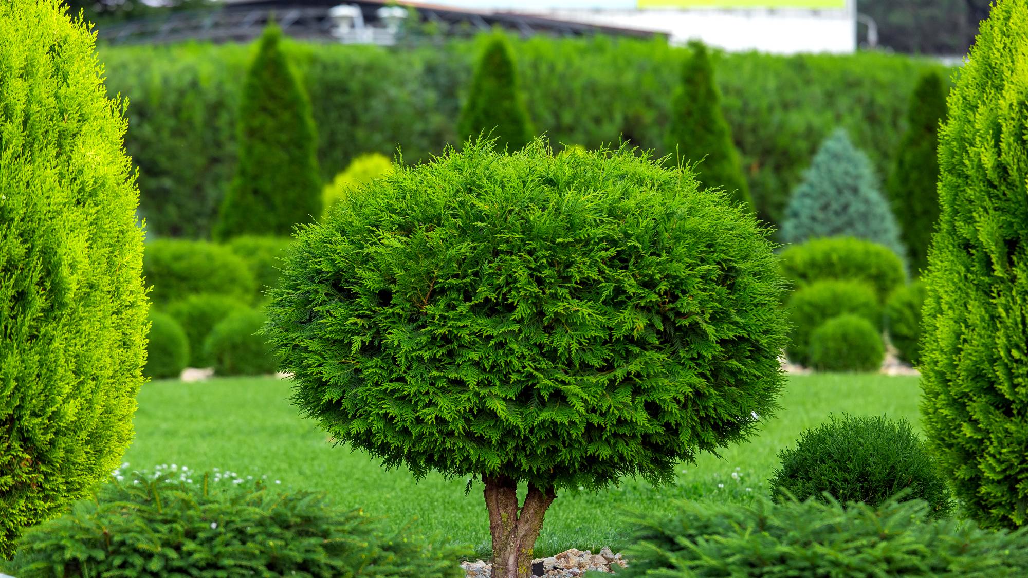 Arborvitae shrubs
