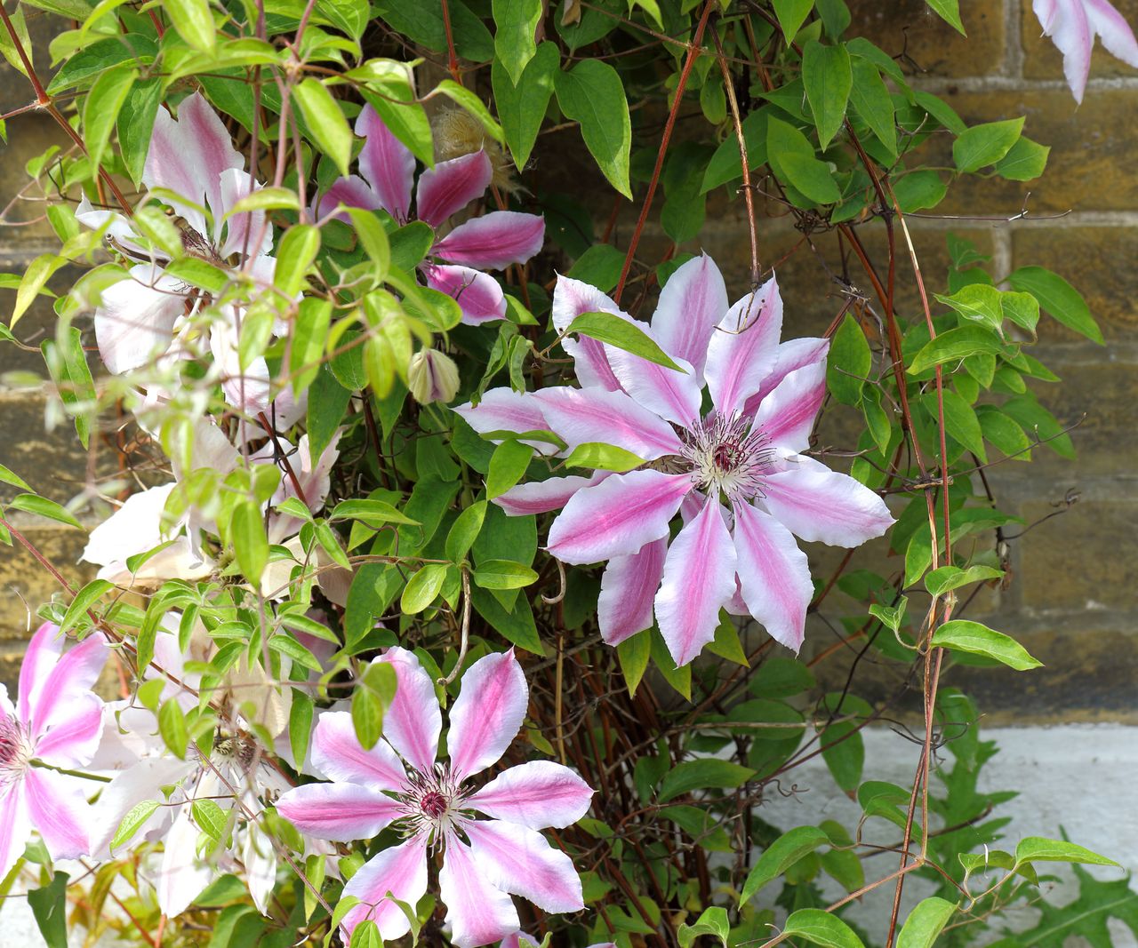 Best climbing plants for shade 10 Homes & Gardens