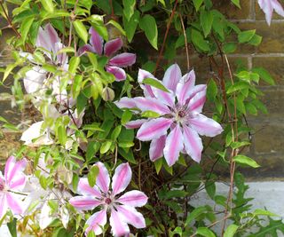 Nelly Moser clematis