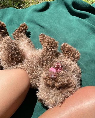 bambi the toy poodle enjoying the sun