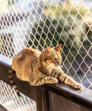 A brown striped cat stretched out on a wooden balcony ledge with white netting behind it
