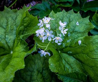 skeleton flower in the rain