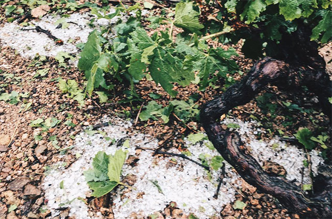 beaujolais hail