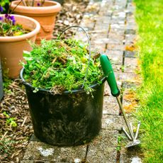 weeds gathered in a garden bucket