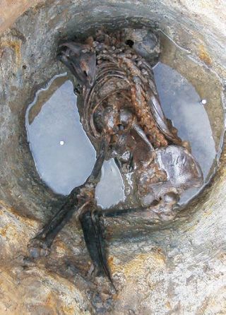 A skeleton discovered in waterlogged sediments at Bradley Fen in Cambridgeshire, England.