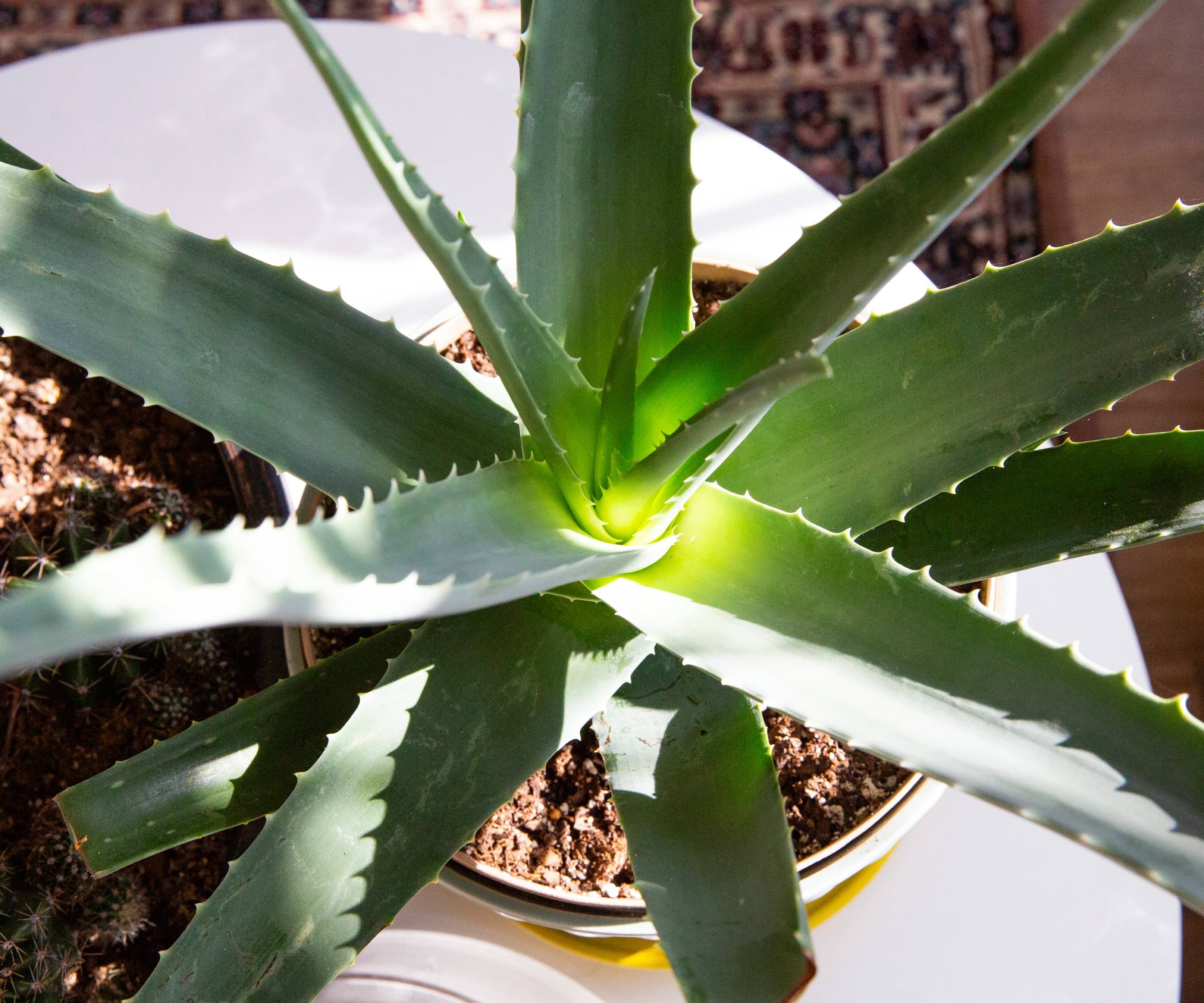 Close up of potted aloe plant