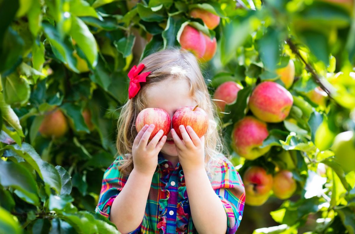 Apple and picking farms Our guide to the best places in the UK