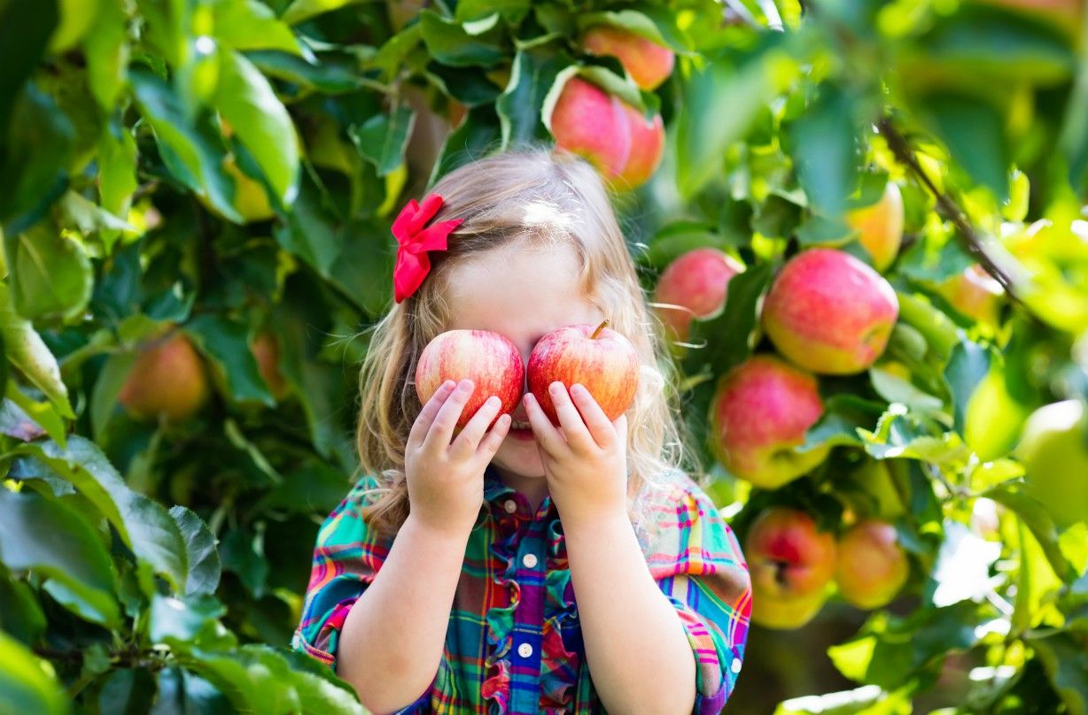 Apple picking