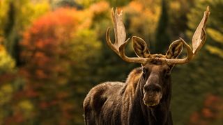Bull moose in the fall