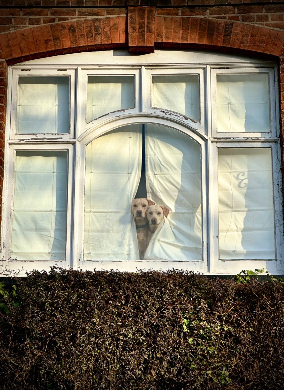Photograph of two golden retriever dogs peeking through a gap in curtains, taken from the street