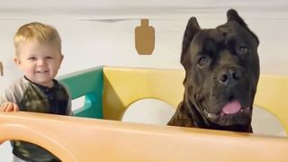 Drax the Cane Corso and his human brother in a playpen