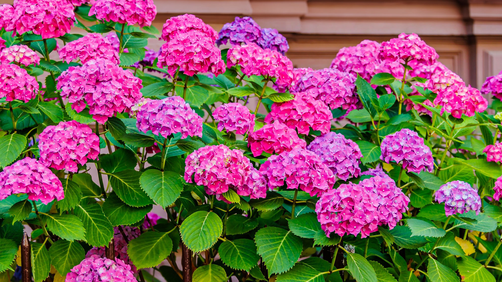 masses of large pink hydrangeas scrambling over a gate