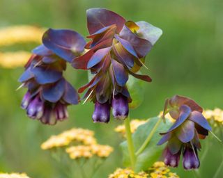 The flowers of Cerinthe major 'Purpurascens' or honeywort