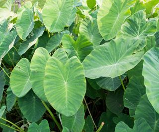 Large elephant ear leaves