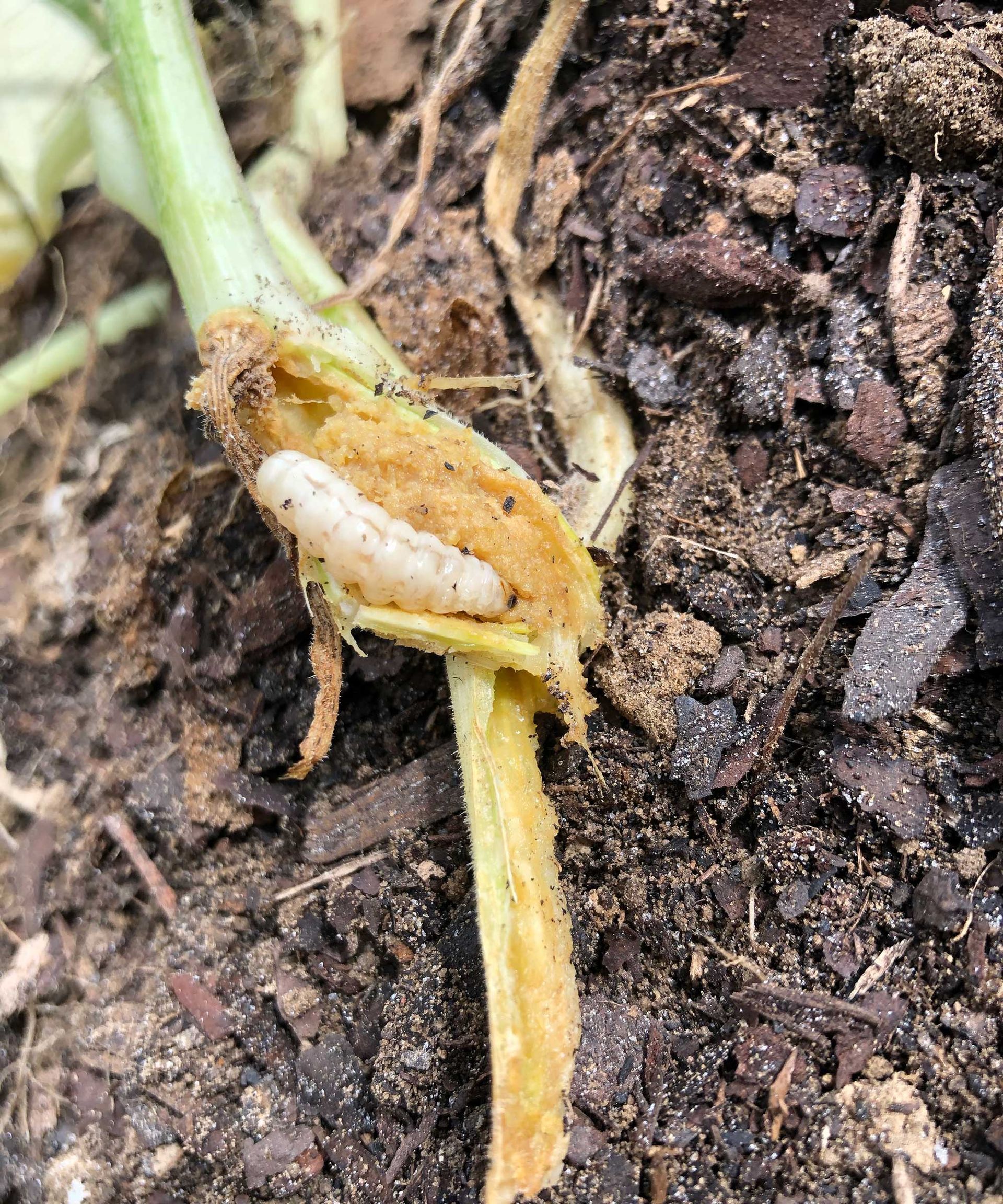 Why are my squash leaves turning yellow? Homes & Gardens
