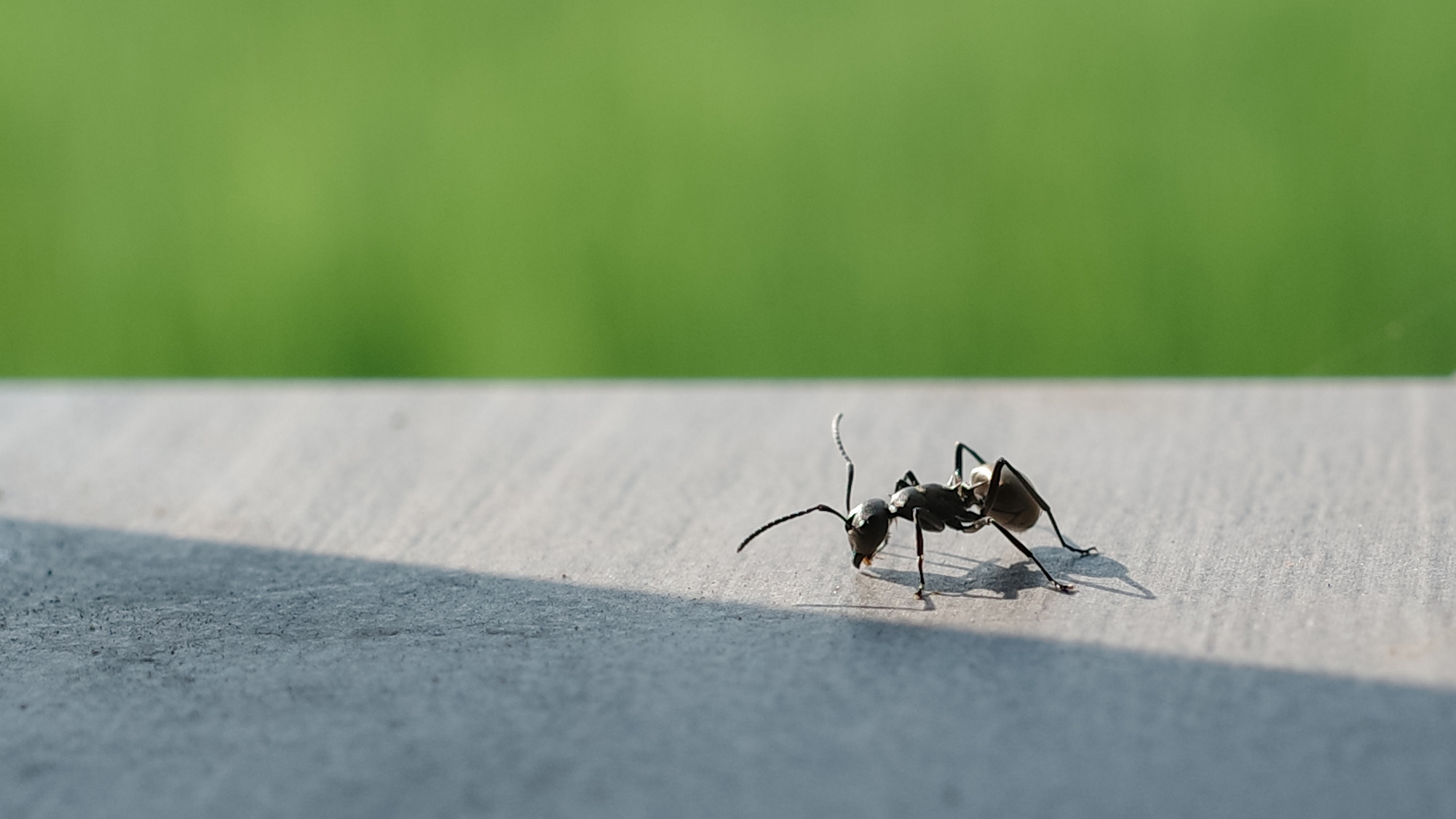 Ant on tabletop