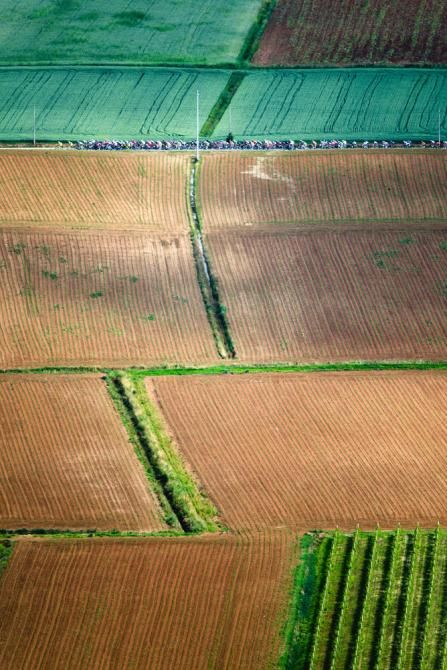 The peloton at full tilt through the Veneto plain.