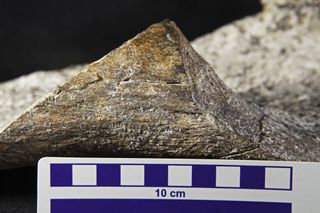 A close-up view of a spirally fractured mastodon femur bone.