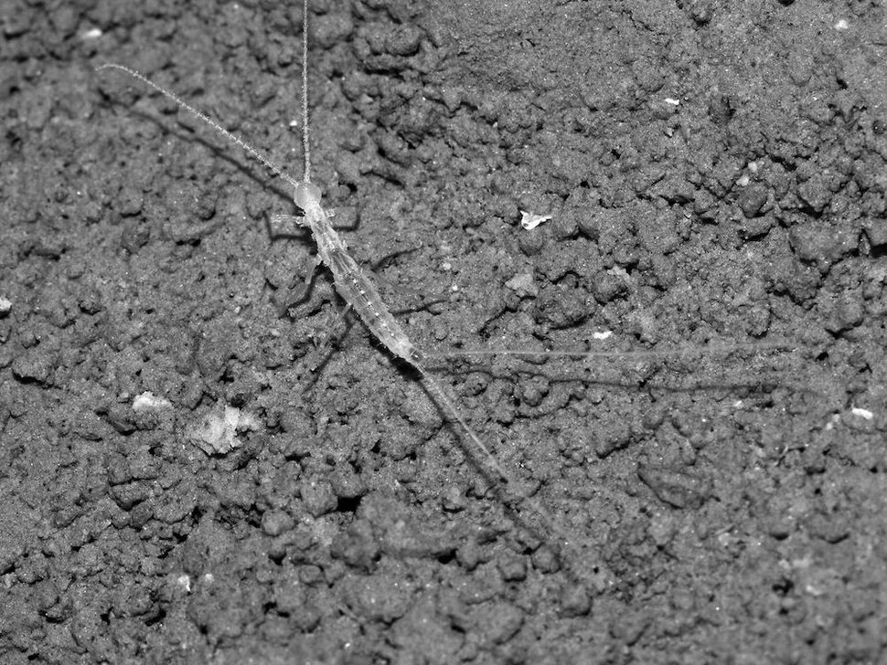 New CaveDwelling Eyeless Creature Baited with Stinky Cheese Live Science