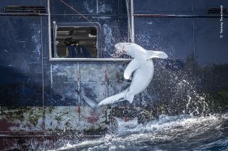 The bycatch of a requiem shark, its body arched in a final act of resistance.