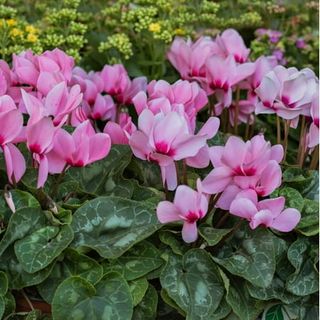 Pink Crush Cyclamen