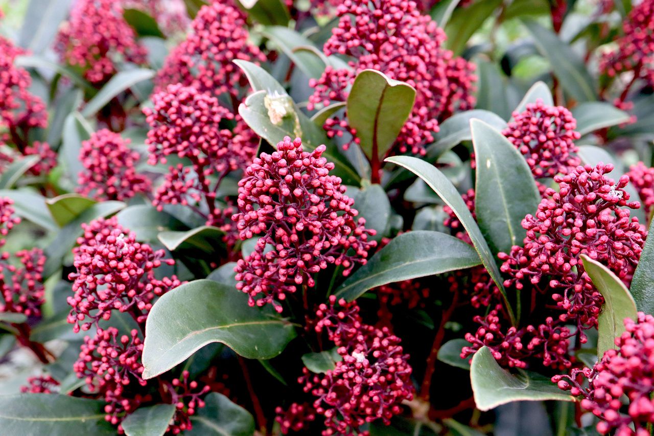 Best plants for pots all year round 10 standout varieties Homes