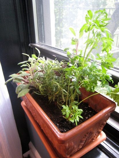 Indoor Windowsill Planter Box