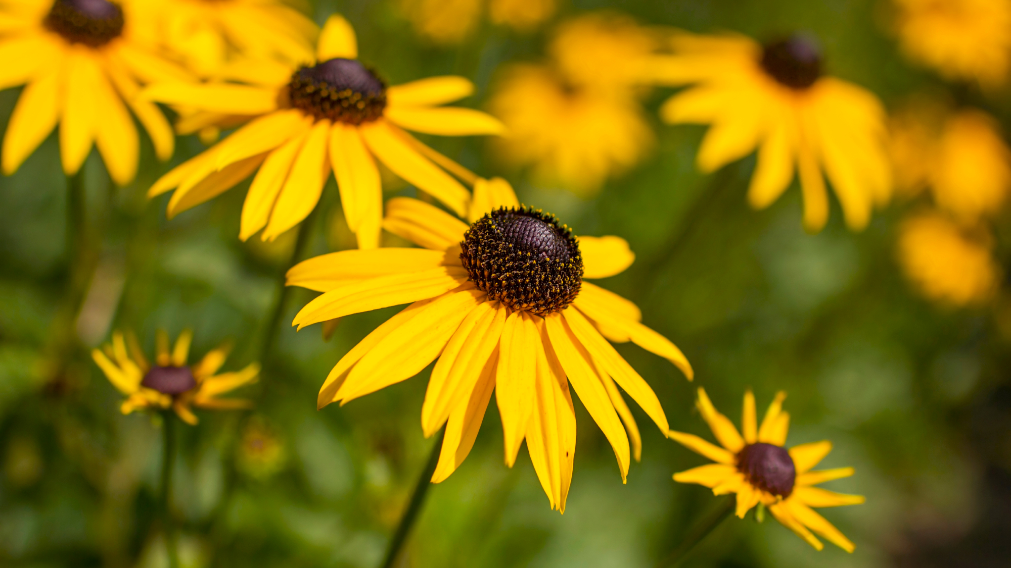 Yellow black-eyed Susaan Rudbeckia fulgida Goldsturm flowers in full bloom in the garden.