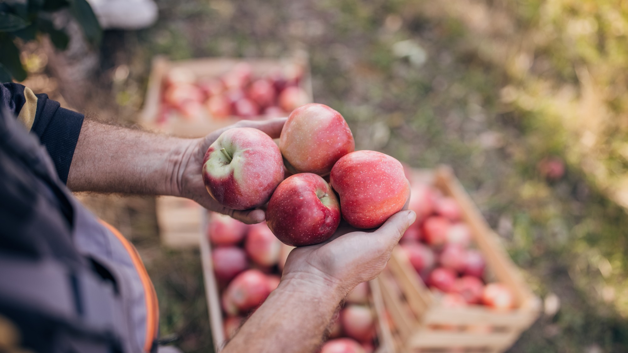 a man holding apples with crates of them in the background