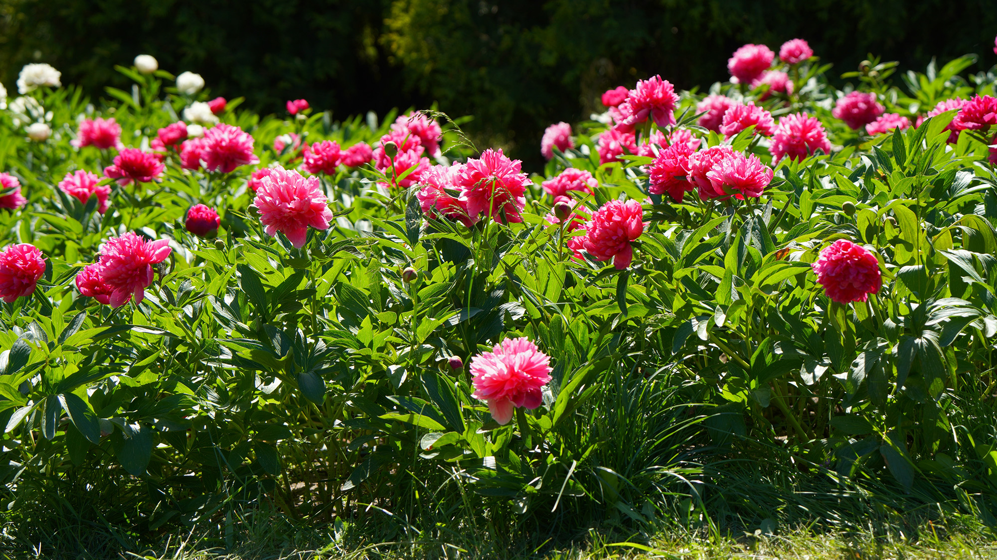 Pink and red peonies