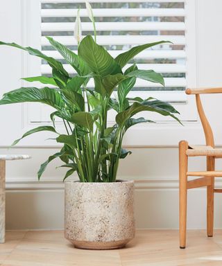 peace lily plant in stone planter with chair and blind