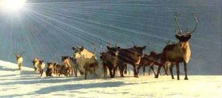 Cairngorms Reindeer