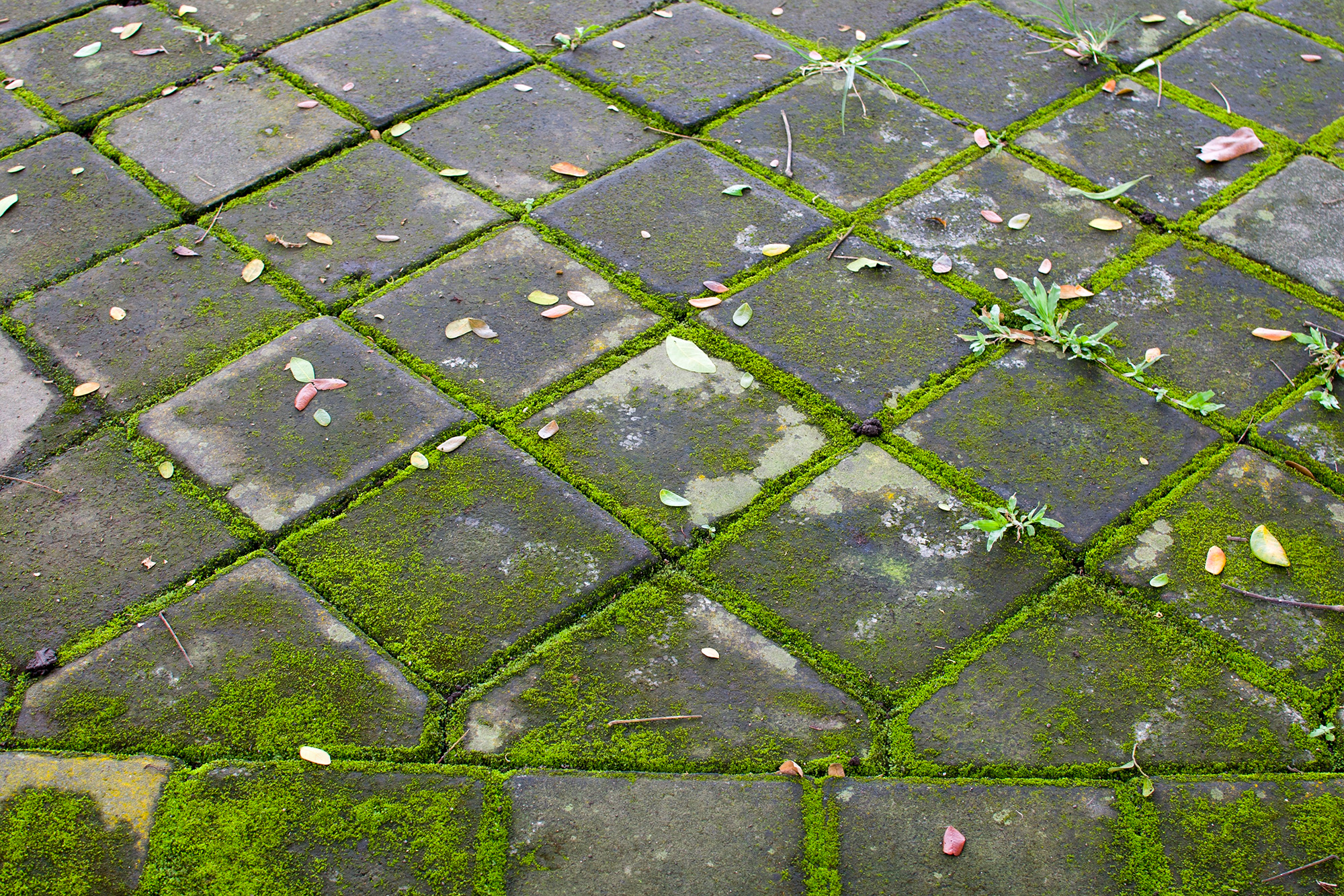 Moss on patio