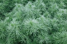 Silver Mound Artemisia Plant