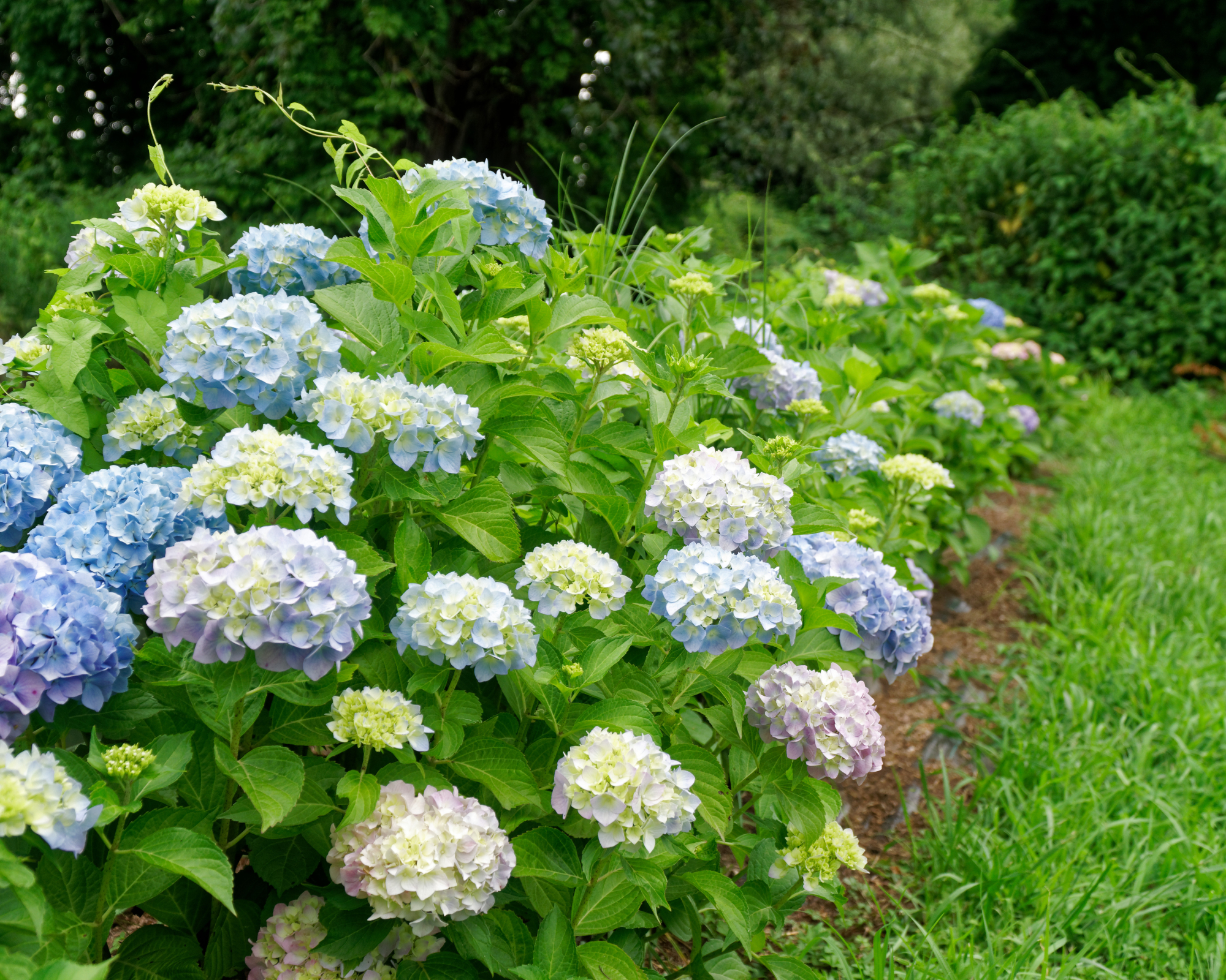 Border of yard landscaped with row of hydrangeas