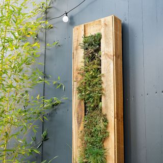 Blue wall with plant and wooden box
