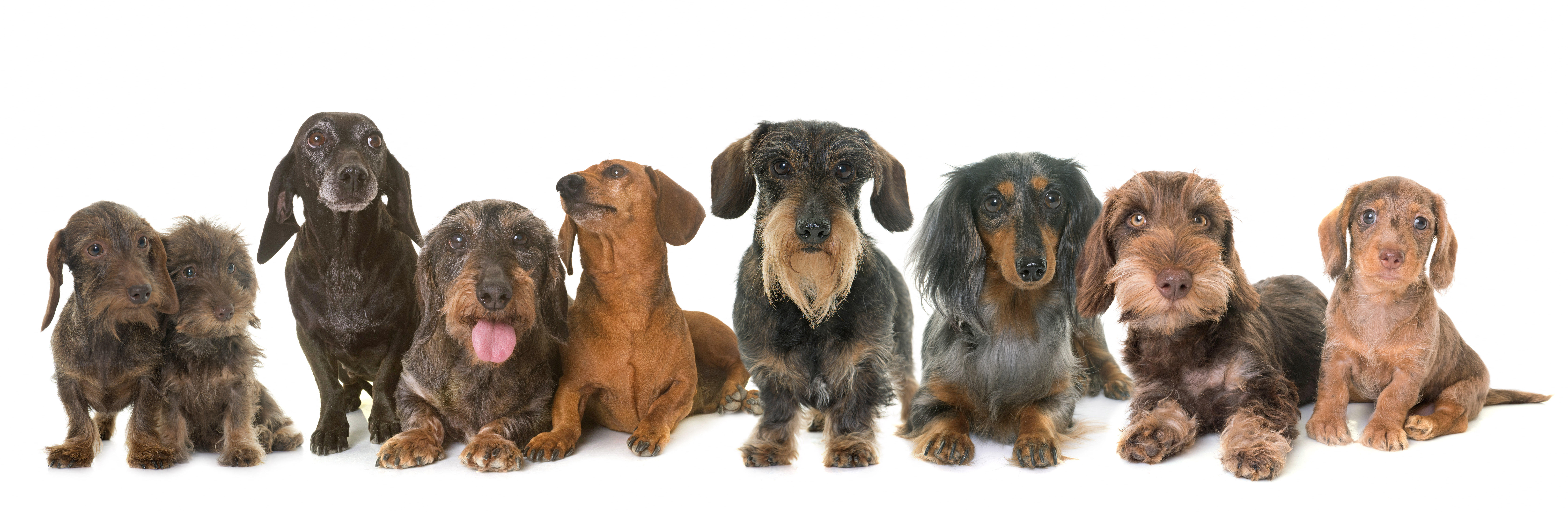 A studio portrait of dachshunds arranged in a row against a white background, displaying a range of coat types, colours and ages, from puppies to adult dogs.