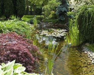 wildlife pond with surrounding acer trees
