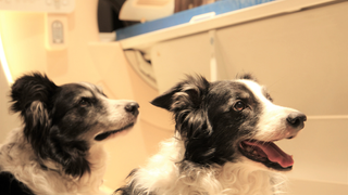 Two of the dogs from the experiment next to the MRI machine.