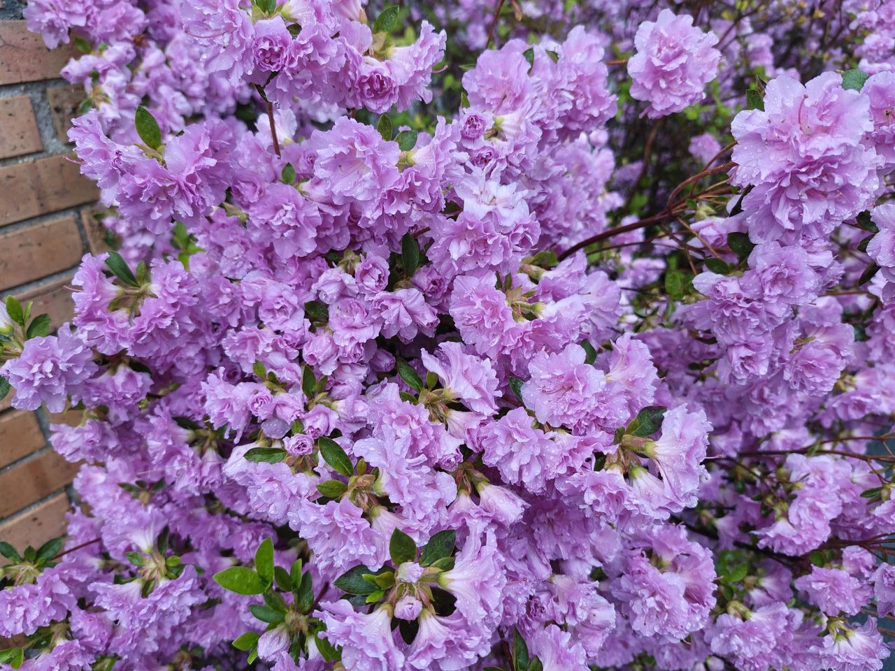 Motorola Razr Fold camera sample.