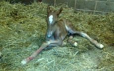 Rare Boulonnais colt foal: Gideon Primus d'Angleterre
