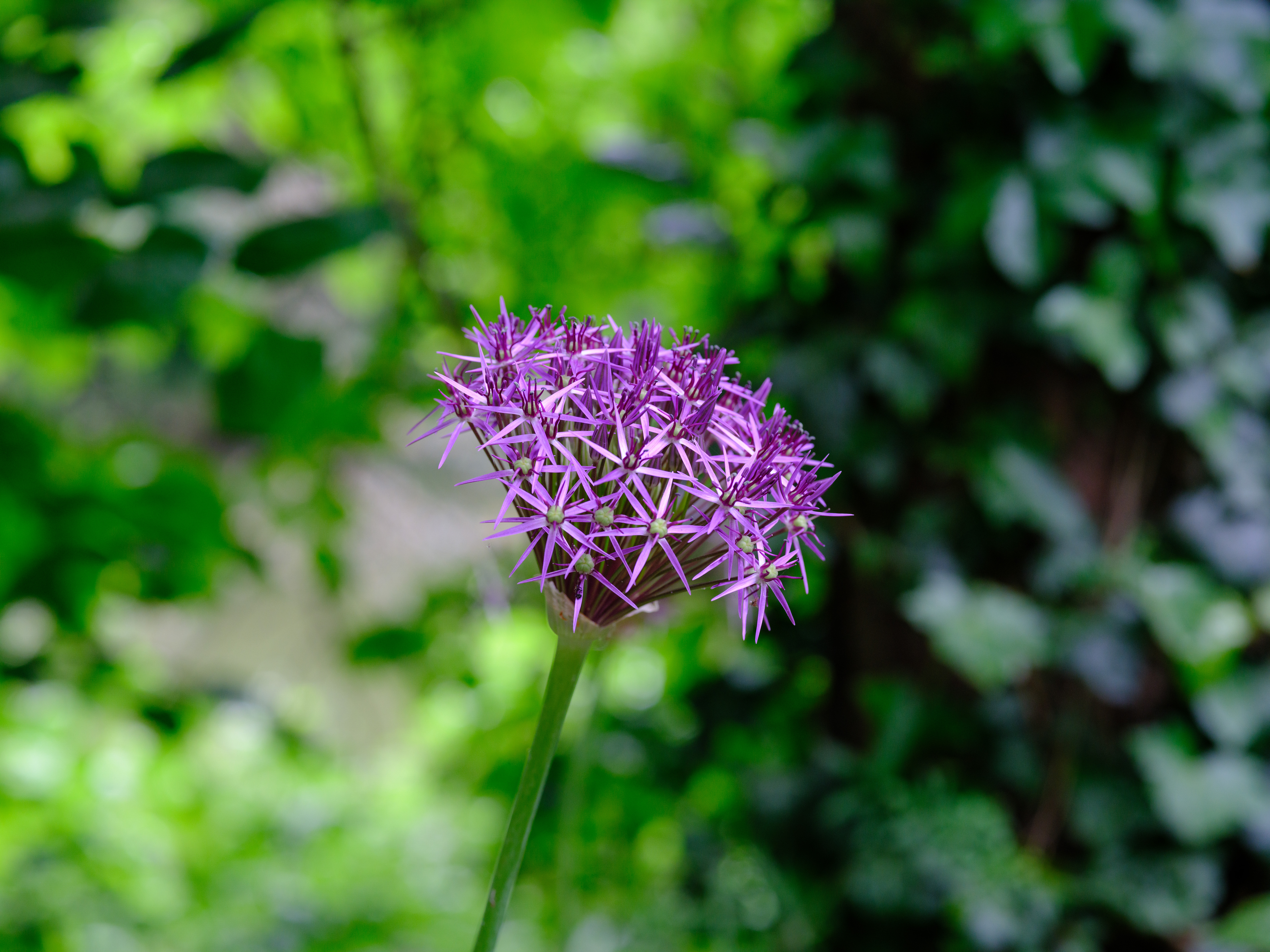 A photo of a purple flower against a green out of focus background, taken on the Fujifilm GFX100 II.