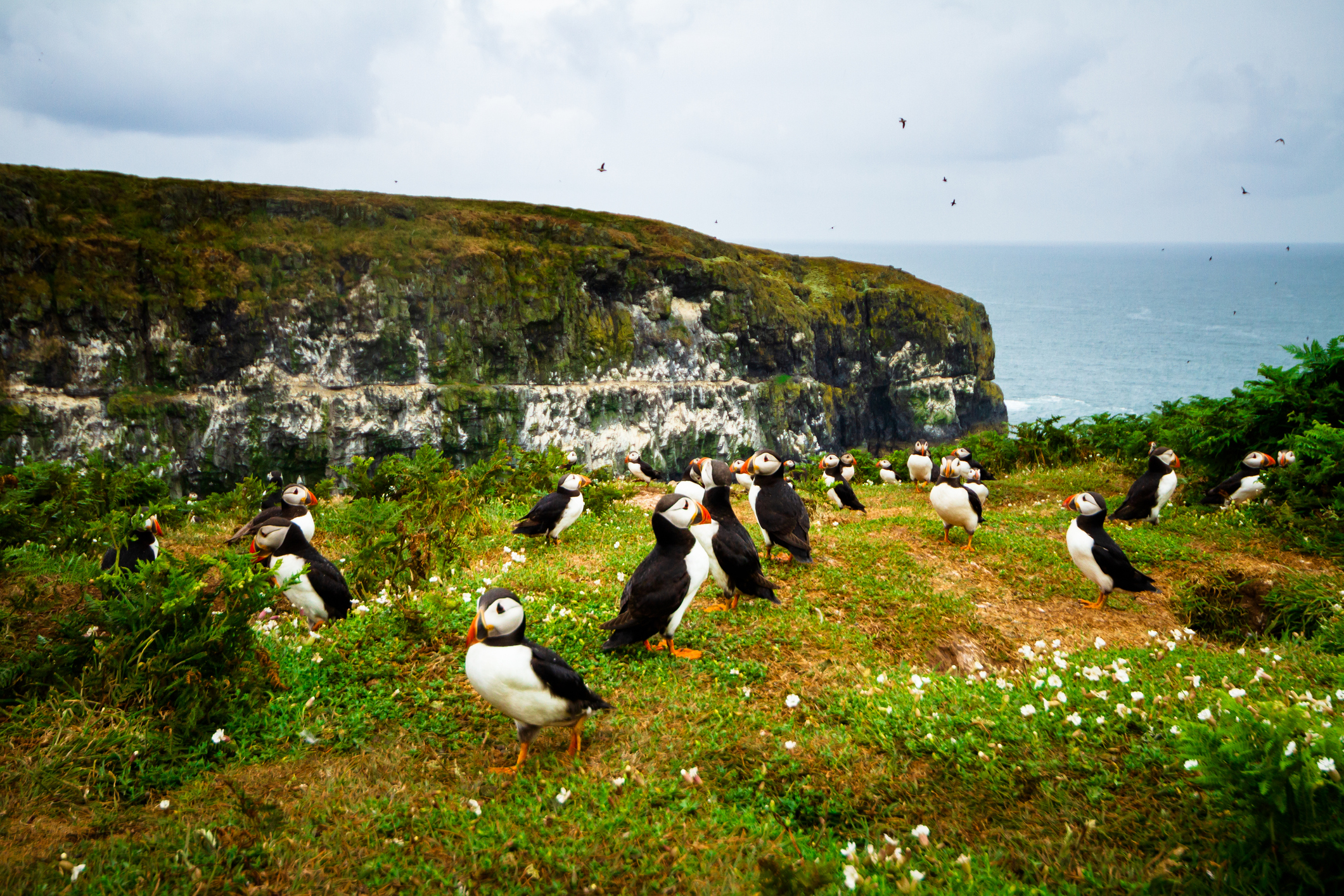 A colony of Atlantic puffins on Skomer Island in Wales.