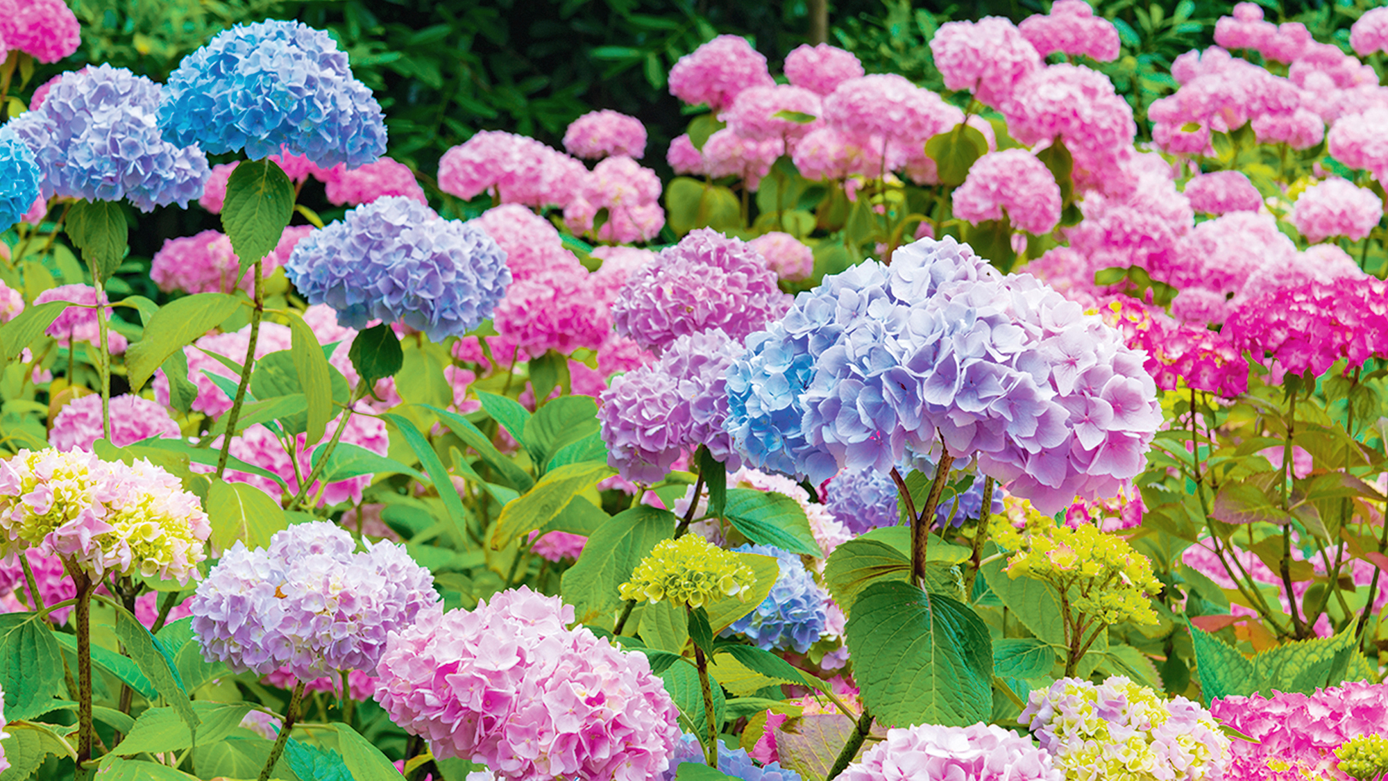 Beautiful hydrangea flowers in garden, showing shades of blue, purple, and pink