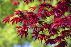 Acer palmatum Bloodgood