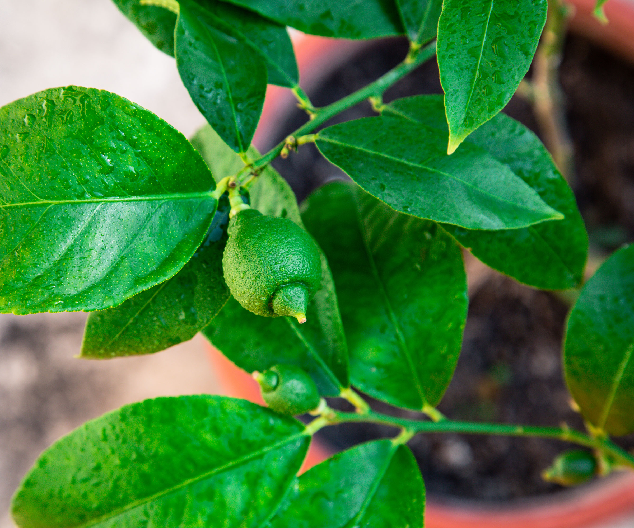 lemon tree showing lots of green foliage but only one small fruit