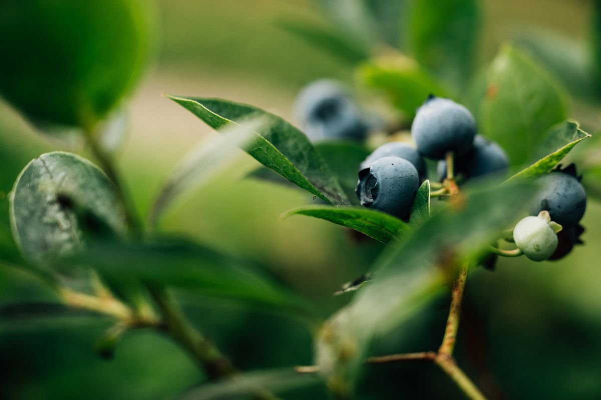 Green leaves and blueberries