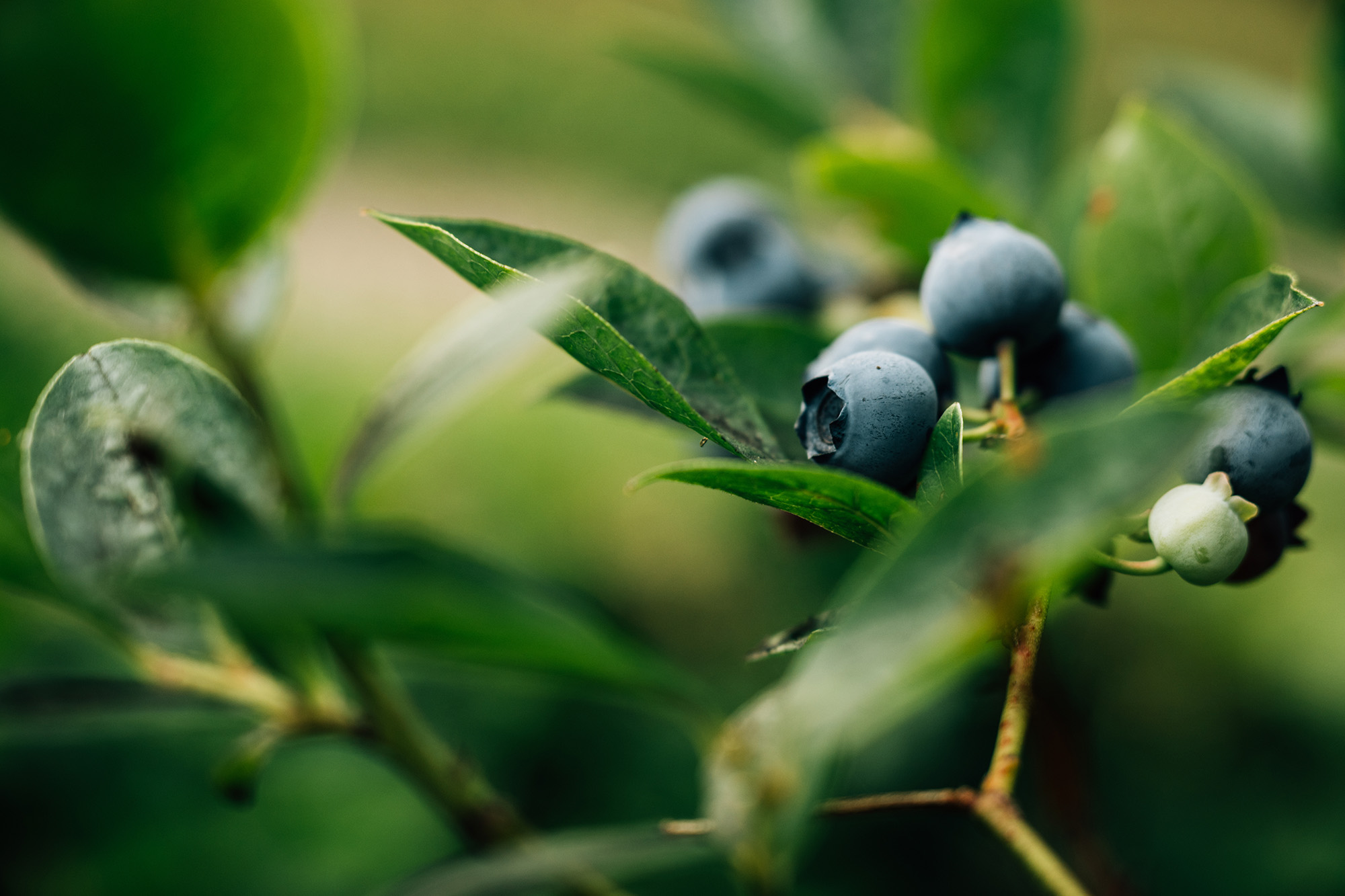 Green leaves and blueberries